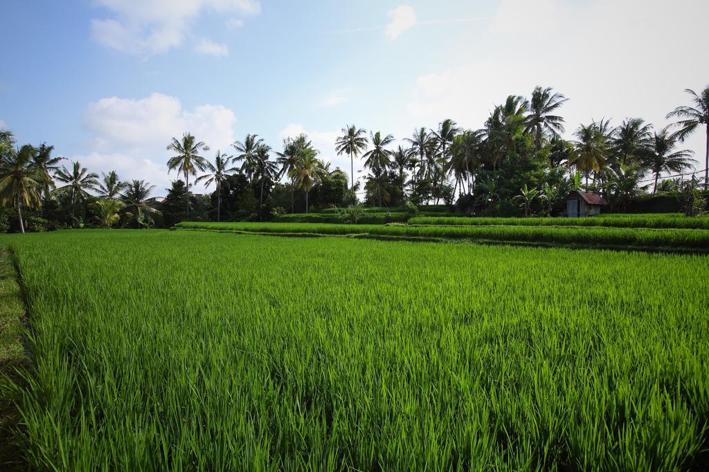 Satori Villas Bali Ubud  Luaran gambar